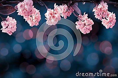 Floral summer gentle background. Beautiful inflorescences of pink flowers on a blue background. Artistic summer image. Stock Photo