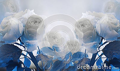 Floral summer white-blue beautiful background. A tender bouquet of white roses with blue leaves on the stem after the rain with Stock Photo