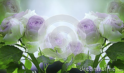 Floral summer white-violet-blue beautiful background. A tender bouquet of roses with green leaves on the stem after the rain wit Stock Photo