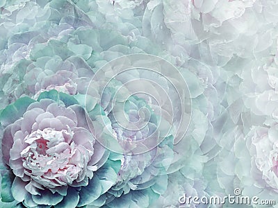 Floral turquoise-pink background. Flowers and peony petals. Close-up. . Flower composition. Stock Photo
