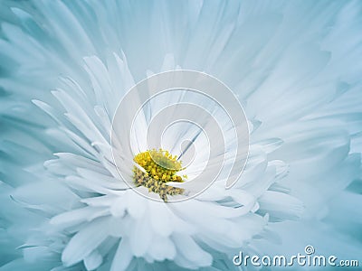 Floral turquoise-white beautiful background. A flower of a white chrysanthemum against a background of light blue petals. Close-up Stock Photo