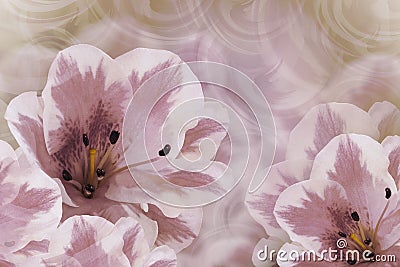 Floral vintage violet-white beautiful background. Flower composition. Greeting card from purple-white lilies on a pink backgro Stock Photo