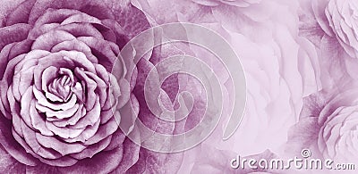 Floral violet background. A bouquet of purple roses flowers. Close-up. floral collage. Flower composition. Stock Photo