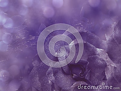 Floral violet background from rose. Flowers composition. A flower of a purple rose on a transparent blue background bokeh. Stock Photo