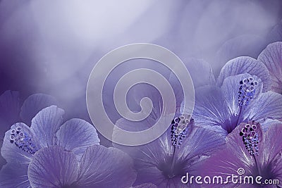 Floral violet-blue background from a Hibiscus. Flowers composition. Chinese rose flowers on a purple background. Stock Photo