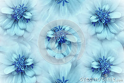 Floral watercolor turquoise-blue background. Flowers daisies close-up on a light turquoise background. Flowers composition Stock Photo