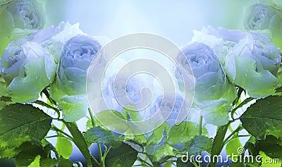 Floral white-blue beautiful background. A tender bouquet of roses with green leaves on the stem after the rain with drops Stock Photo