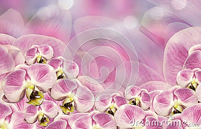 Floral white-pink background. Bouquet of orchids. Flowers phalaenopsis on a pink-white background bokeh. Greeting card. Stock Photo