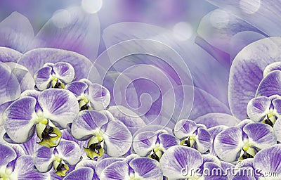 Floral white-purple background. Bouquet of orchids. Flowers phalaenopsis on a violet-white background bokeh. Greeting card. Stock Photo
