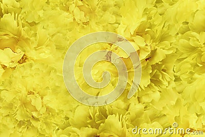 Floral yellow beautiful background. Wallpapers of flowers yellow peony. Flower composition. Close-up. Stock Photo