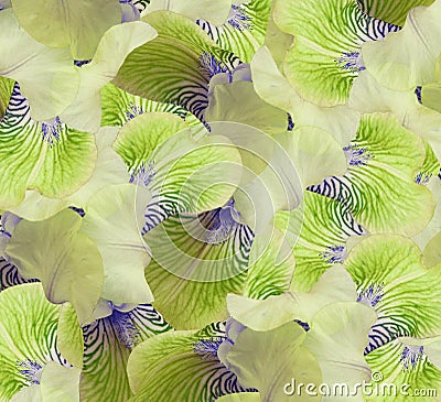 Floral yellow-green beautiful background. Flower composition. flowers irises closeup. Stock Photo