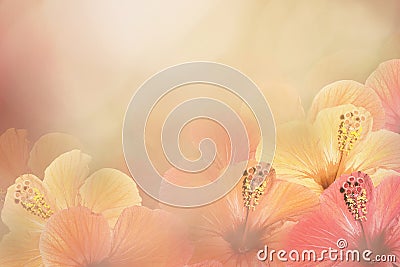 Floral yellow-pink-white background from a Hibiscus. Flowers composition. Chinese rose flowers on a sunny background. Stock Photo