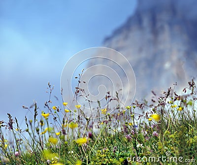 Floreal Explosion on Dolomites. Stock Photo