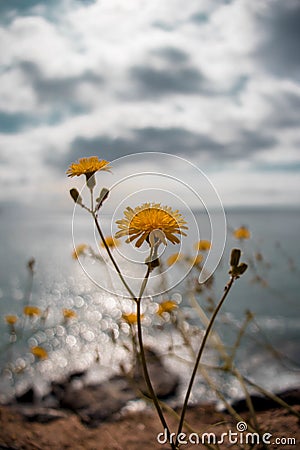Flores amarillas con mar de fondo Stock Photo