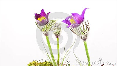 Flores da mola, tempo-lapso vídeos de arquivo Flores da mola, tempo-lapso vídeos de arquivo