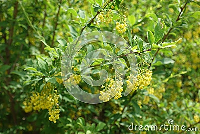 Florescence of barberry bush in spring Stock Photo