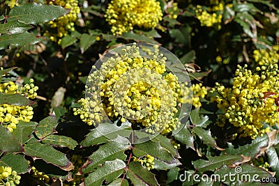 Florescence of holly-leaved mahonia in spring Stock Photo