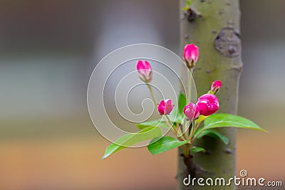 Floret of flowers on a branch in the spring,macro shot Stock Photo