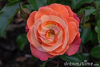 Floribunda Rose Rosa Toby, pinkish-orange flower Stock Photo