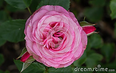 Floribunda Rose Rosa Xenia, pink double flower Stock Photo