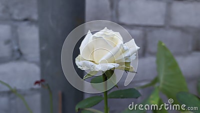 Floribunda Roses is a modern group of garden roses Stock Photo