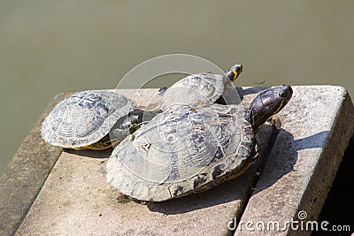 Florid tortoise turtle Stock Photo