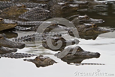 Florida aligator congregation Stock Photo