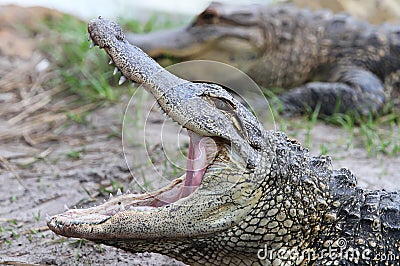 Florida Aligators Crocodiles Everglades Stock Photo