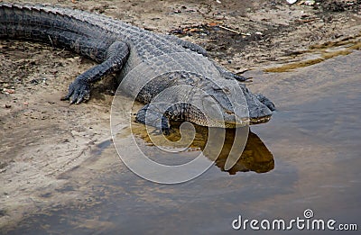 Florida alligator Stock Photo