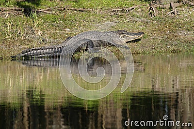 Florida Alligator Stock Photo