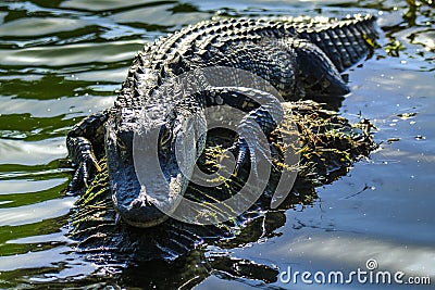 Florida Alligator Stock Photo