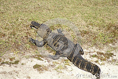 Florida Alligator Sunning on Sandy Bank Stock Photo