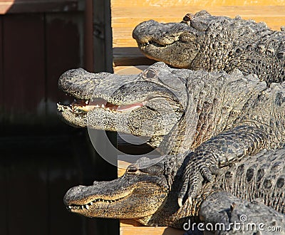 Florida Alligators Crocodiles Everglades Stock Photo