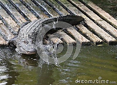 Florida Alligators Crocodiles Everglades or Gators Stock Photo