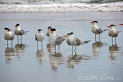 A Closer Look at the Flock of Seagulls Standing in the Wet Sand Stock Photo