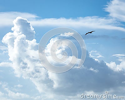 Look! It`s a Florida Brown Pelican! Stock Photo