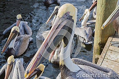 Florida Brown Pelicans Stock Photo