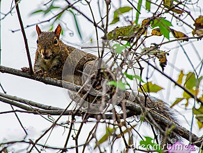 Florida Brown Squirrel Stock Photo
