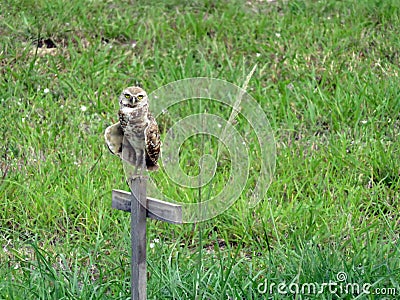 Florida burrowing owl on pole Stock Photo