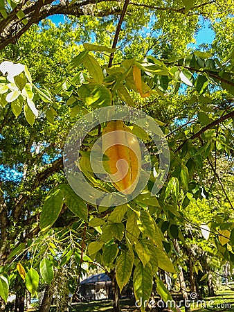 Florida Carambola or Starfruit and Tree Stock Photo