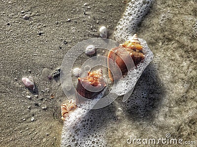 Florida Conch Shells Stock Photo