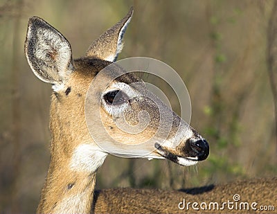 Florida Deer in the Everglades National Park Stock Photo