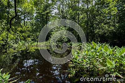 Florida everglades lilies and water plants Stock Photo