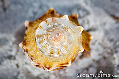 Florida Fighting Conch Shell on Beach Stock Photo
