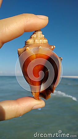 Florida fighting conch shell Stock Photo