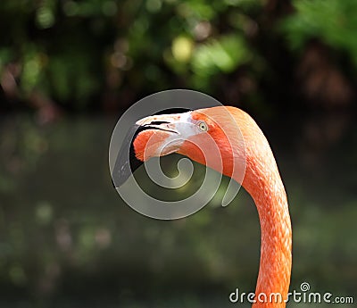 Florida Flamingo Stock Photo
