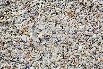 Florida Fort Myers beach sea shells sand US Stock Photo