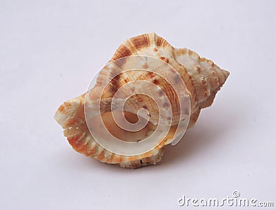 Florida horse conch in isolated background Stock Photo