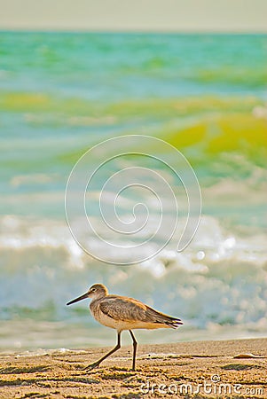 Florida Ocean Tropical Beach Bird Stock Photo