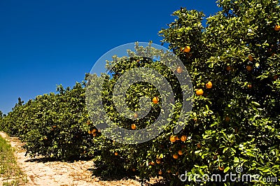 Florida orange grove Stock Photo